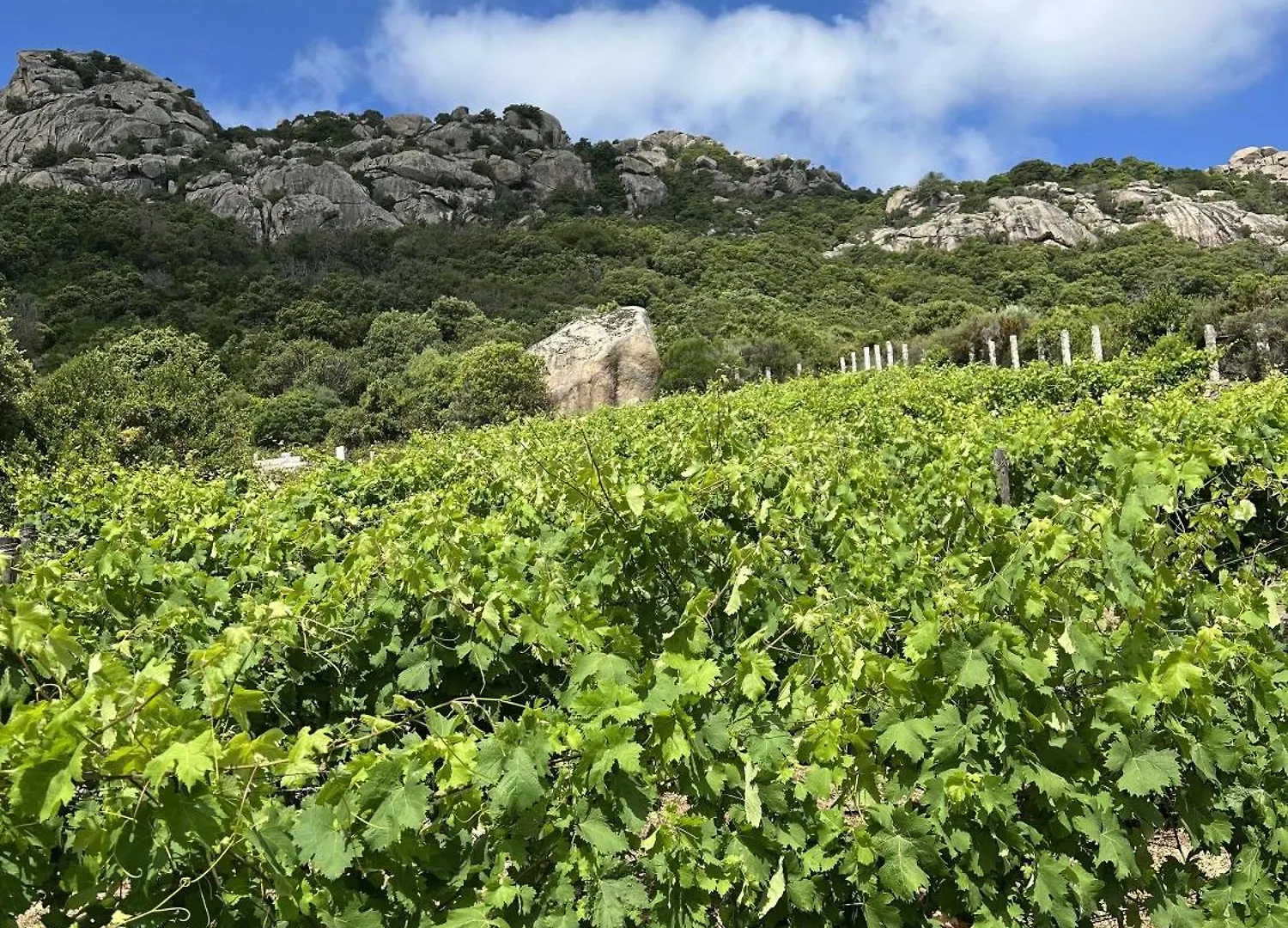Villa Acula Cannigione